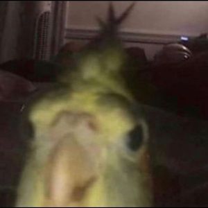 Meet your Posher, Ella